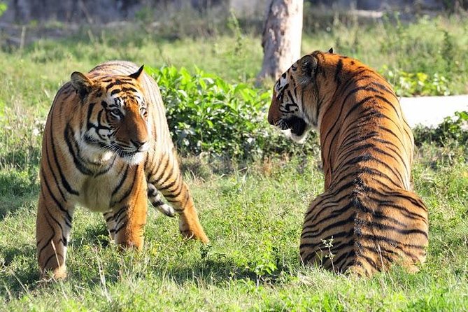 2-Day Private Tour to Ranthambhore Tiger Safari Tour from Jaipur - Reaching Sawai Madhopur and checking in