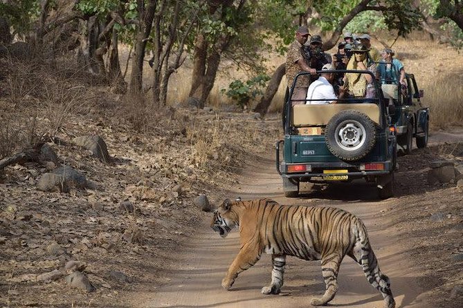 2-Day Private Tour to Ranthambhore Tiger Safari Tour from Jaipur - Safety, comfort, and the human side of the trip