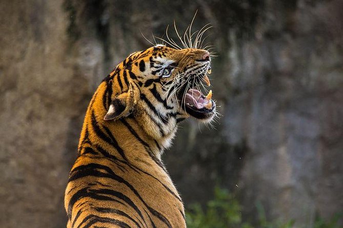 2-Day Private Tour to Ranthambhore Tiger Safari Tour from Jaipur - The afternoon safari inside Ranthambore