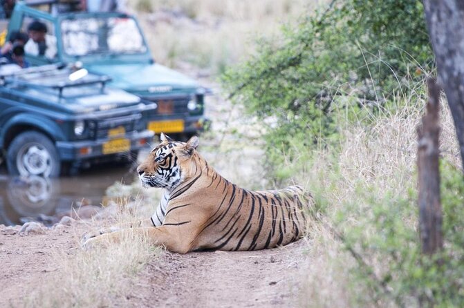 2-Days Private Ranthambhore Tiger Tour from Jaipur - Key points to know before booking