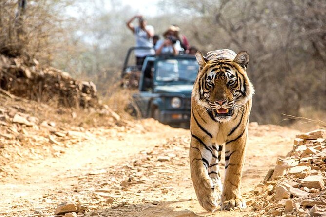2-Days Private Ranthambhore Tiger Tour from Jaipur - The 8am departure from Jaipur