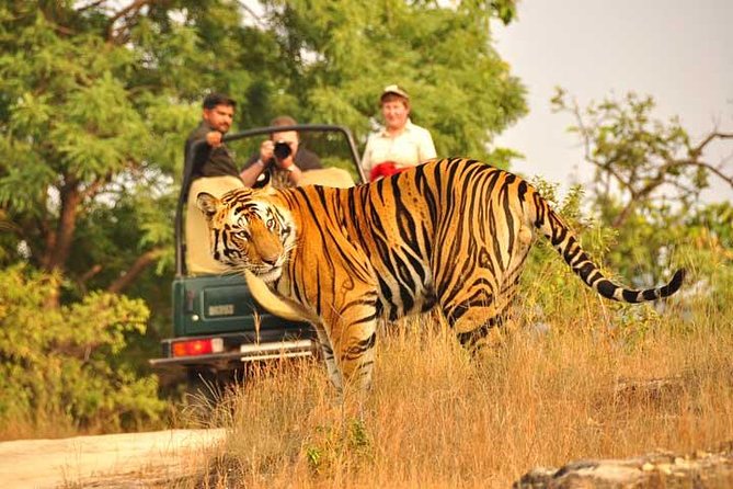 2-Days Private Ranthambhore Tiger Tour from Jaipur - The early-morning drive on day two