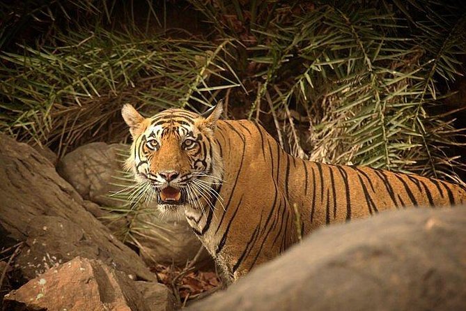 2-Days Private Ranthambhore Tiger Tour from Jaipur - Checking into the jungle resort