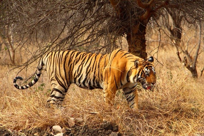 2 Days Ranthambore Tiger Safari with Tickets - Four hours inside Ranthambore National Park