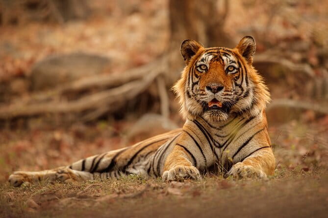 Day Trip from Jaipur to Ranthambore Safari - What the $106.67 Ranthambore day trip really includes