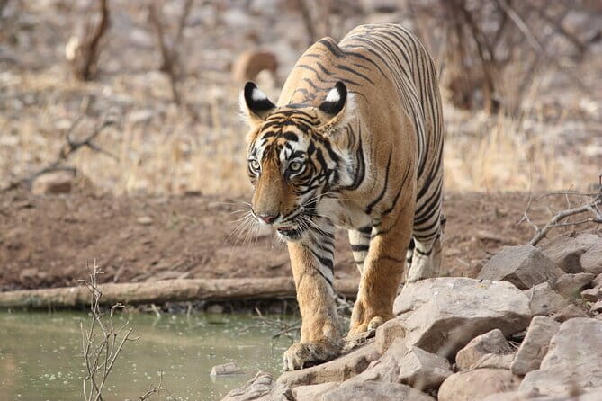 Day Trip from Jaipur to Ranthambore Safari - Who will get the most from this trip