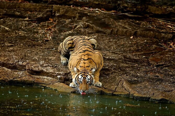 Day Trip from Jaipur to Ranthambore Safari - Inside Ranthambore National Park