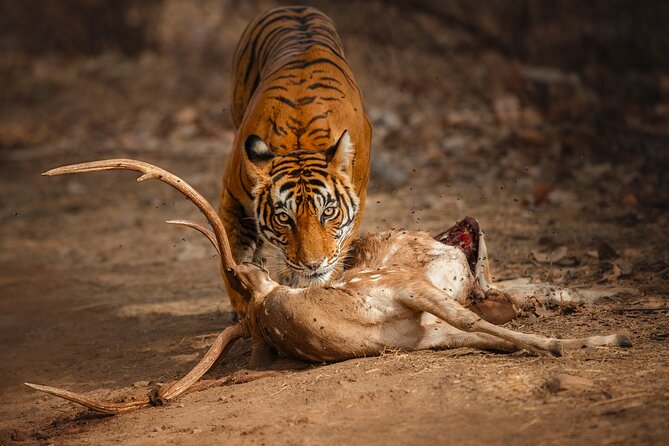 Day Trip to Ranthambore Tiger Reserve from Jaipur - Key points to know before booking