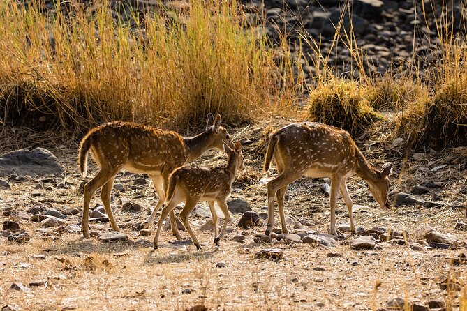 Day Trip to Ranthambore Tiger Reserve from Jaipur - What you might see in the reserve