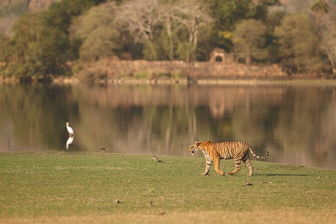 Day Trip to Ranthambore Tiger Reserve from Jaipur - Ranthambore Fort adds history to the day