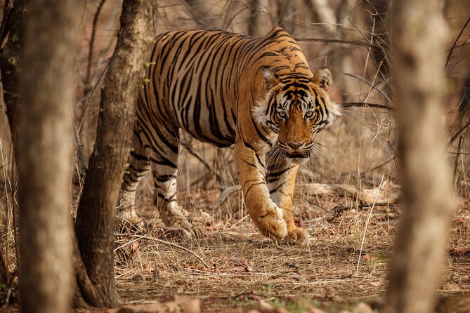 Day Trip to Ranthambore Tiger Reserve from Jaipur - What the $90.78 price covers