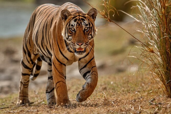 Day Trip to Ranthambore Tiger Reserve from Jaipur - A private tour, but not a private safari