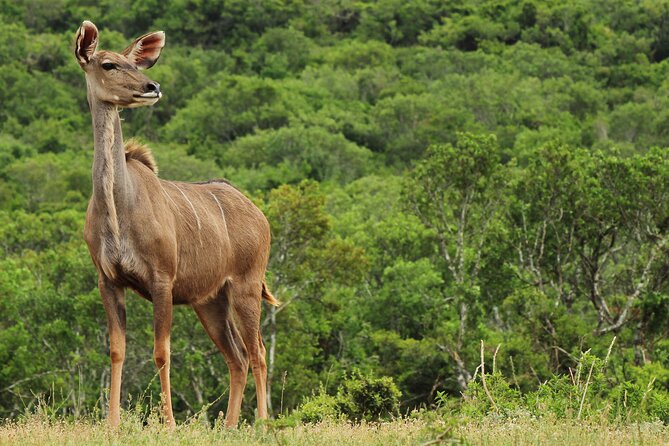 Day Trip to Ranthambore Tiger Reserve from Jaipur - Practical details that can save trouble