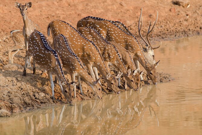 Day Trip to Ranthambore Tiger Reserve from Jaipur - Entering Ranthambore National Park
