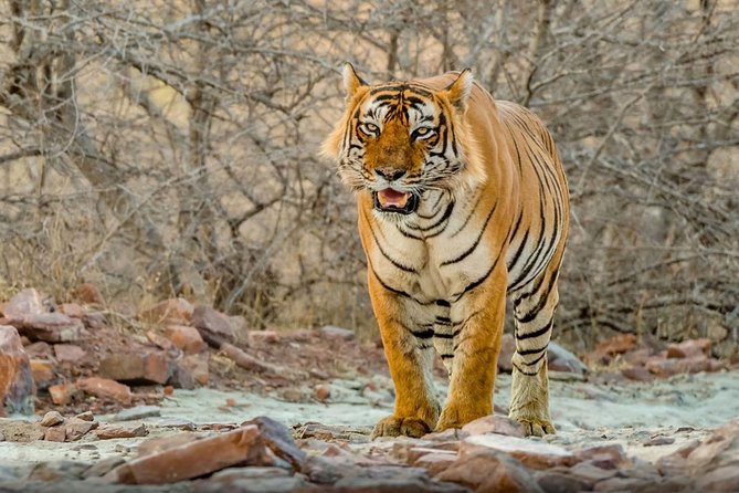 Day Trip to Ranthambore Tiger Safari from Jaipur - Key Points Before You Book