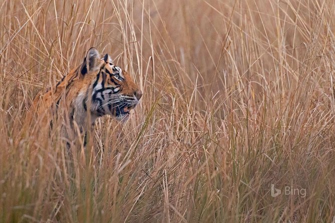 Day Trip to Ranthambore Tiger Safari from Jaipur - Who Will Like This Day Trip