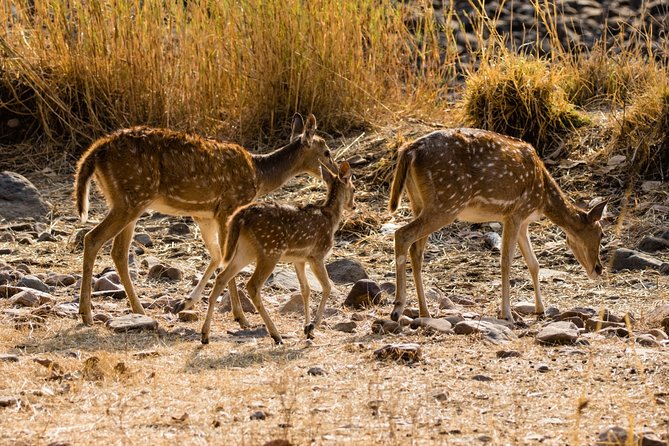 Day Trip to Ranthambore Tiger Safari from Jaipur - Three Hours in Ranthambore National Park