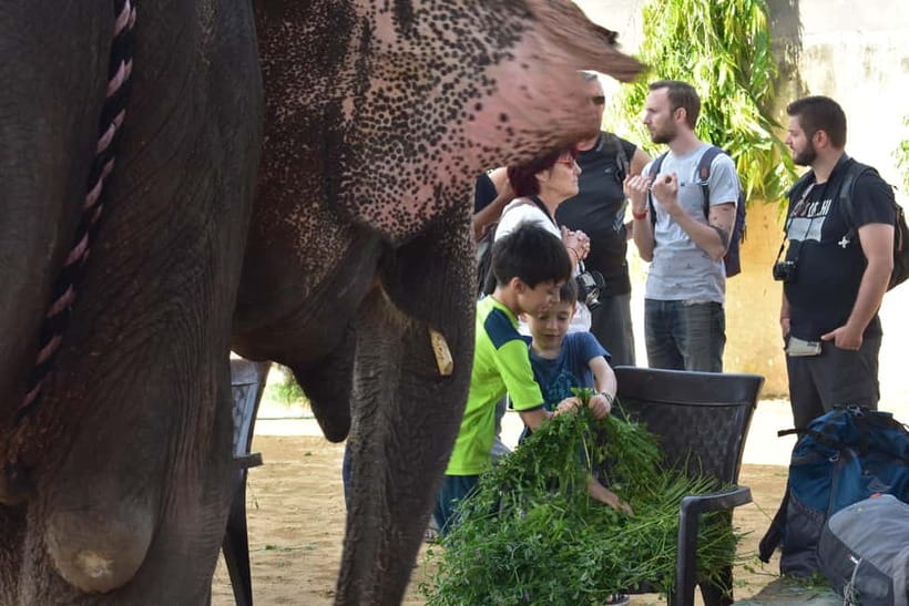 Elefun Best Elephant Sanctuary in Jaipur - Meeting the rescued elephants near Jaipur