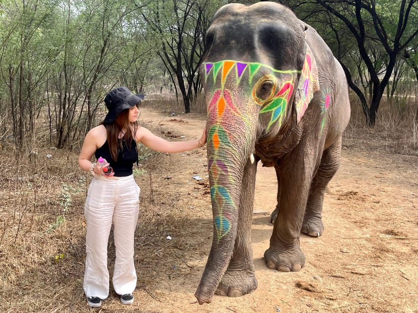 Elefun Best Elephant Sanctuary in Jaipur - Natural painting, with one ethical question
