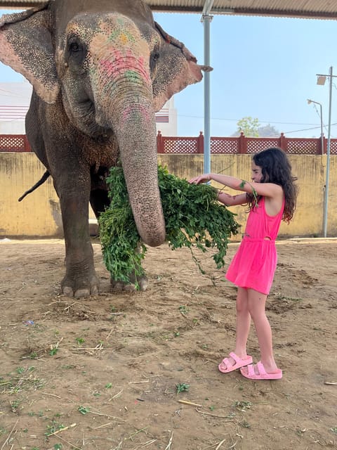 Elefun Best Elephant Sanctuary in Jaipur - What the three-hour schedule feels like