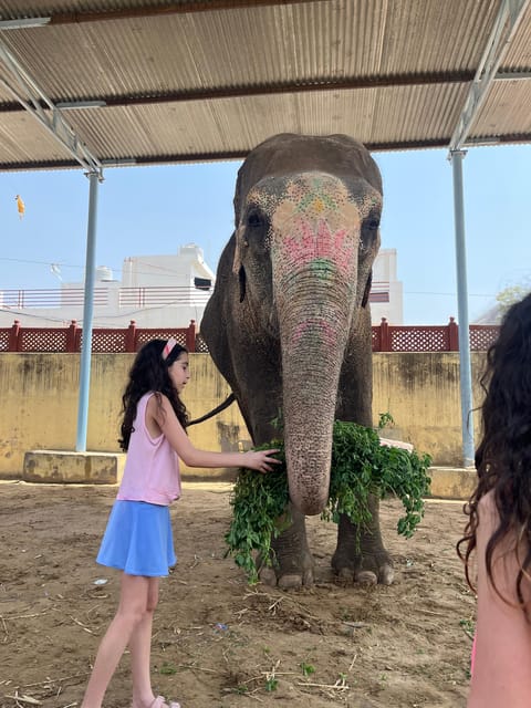 Elefun Best Elephant Sanctuary in Jaipur - Transport, languages, and practical comfort