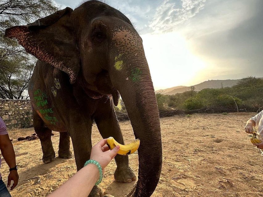 Elephant Sanctuary for Best elephant experience in Jaipur - Is $62 per person good value?