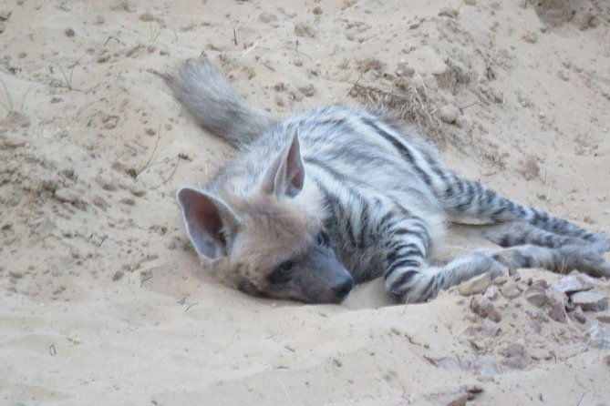 Exclusive Safari at Jhalana Leopard Park Including Transfers - The 5am or 2pm start