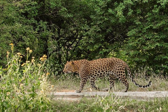 Exclusive Safari at Jhalana Leopard Park Including Transfers - Leopard searches and shared radio reports