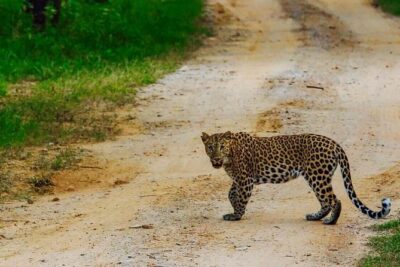 Exclusive Safari at Jhalana Leopard Park Including Transfers