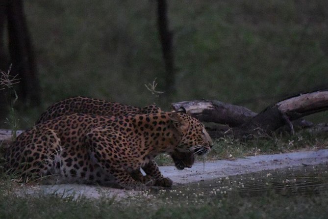 Exclusive Safari at Jhalana Leopard Park Including Transfers - Private transport and group arrangements