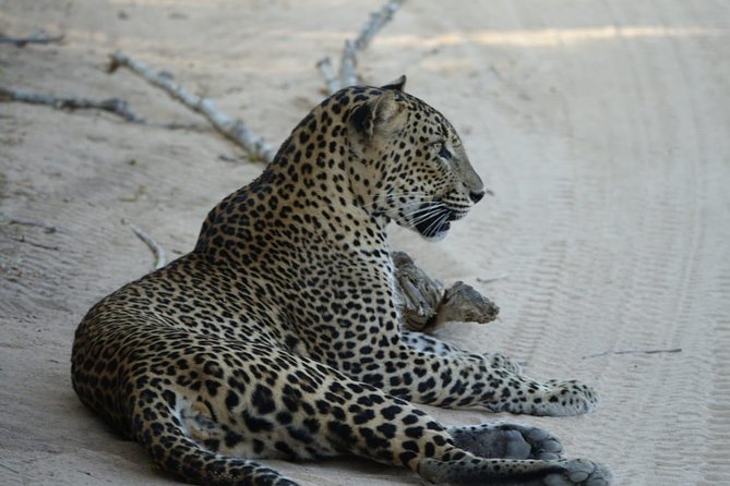 Exclusive Safari at Jhalana Leopard Park Including Transfers - Practical timing, age, and booking details