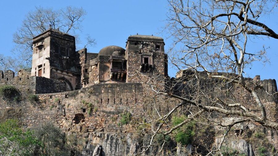 From Delhi: 6-Day Golden Triangle Tour with Ranthambore - Day four: a second safari before Jaipur