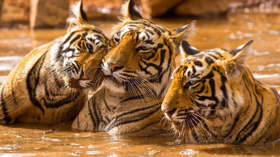 From Delhi: 6-Day Golden Triangle Tour with Ranthambore - The private car and guide setup