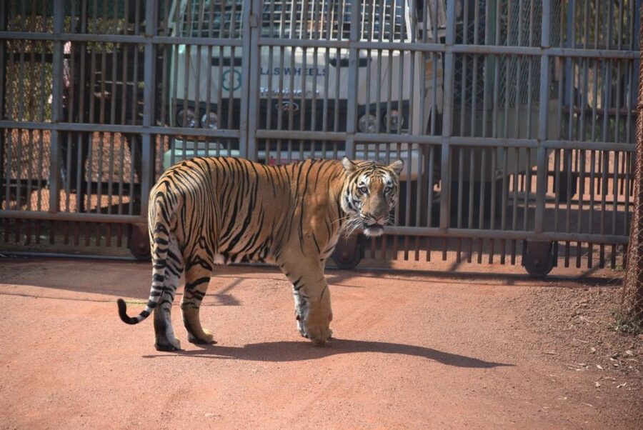 From Jaipur : 2 Days Ranthambore Tiger Safari Tour By Car - FAQ