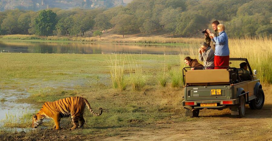 From Jaipur : 2 Days Ranthambore Tiger Safari Tour By Car - Two days that pack Jaipur, jungle, and a fort together