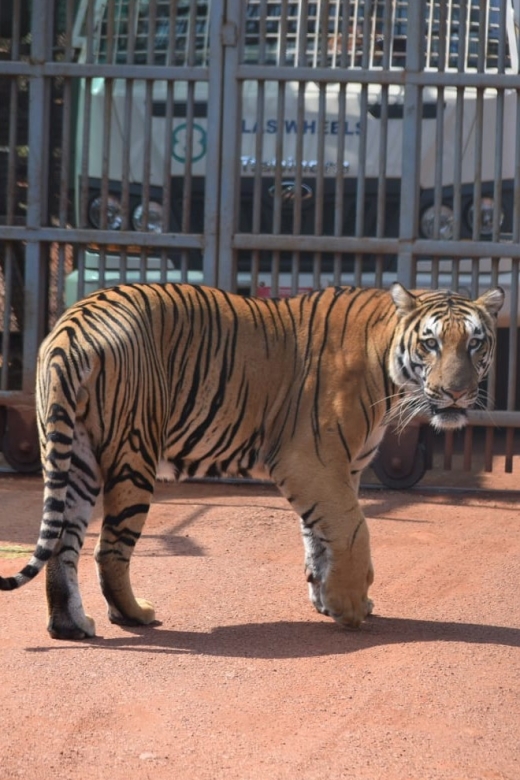 From Jaipur : 2 Days Ranthambore Tiger Safari Tour By Car - Afternoon safari: your first look at Ranthambore National Park