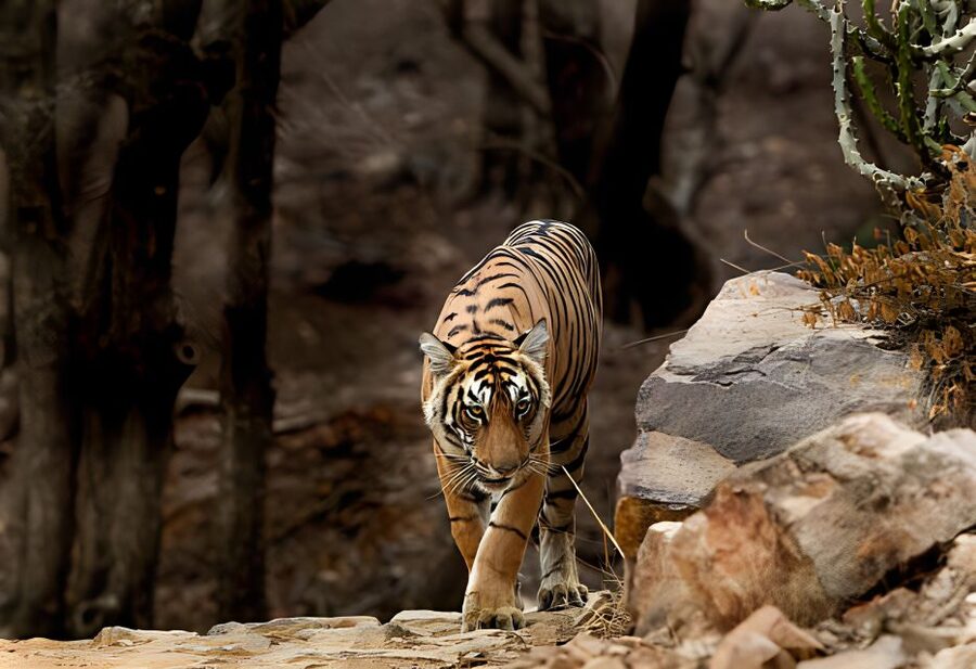 From Jaipur : 2 Days Ranthambore Tiger Safari Tour By Car - What two safari times give you