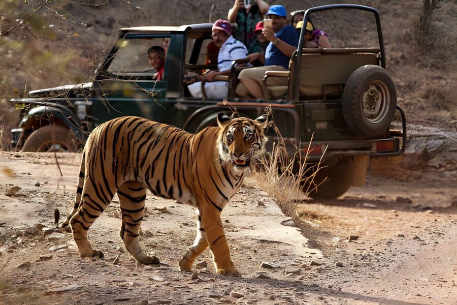 From Jaipur : 2 Days Ranthambore Tiger Safari Tour By Car - The hotel night: comfort, but confirm the exact property