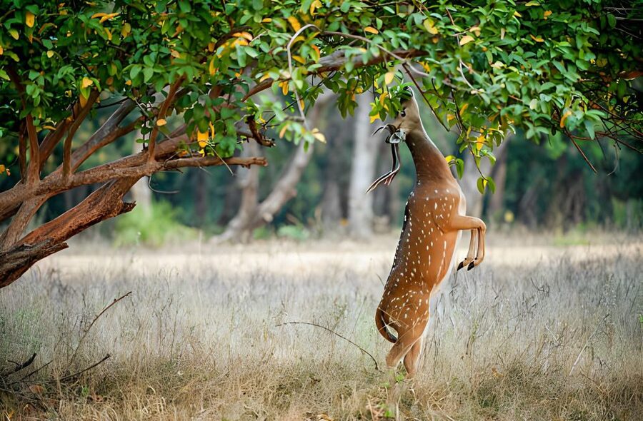 From Jaipur : 2 Days Ranthambore Tiger Safari Tour By Car - Ranthambore Fort adds a worthwhile second act