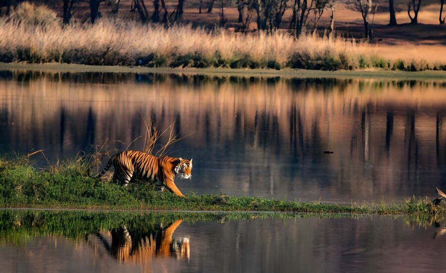 From Jaipur : 2 Days Ranthambore Tiger Safari Tour By Car - Where the service can help, and where it can fall short