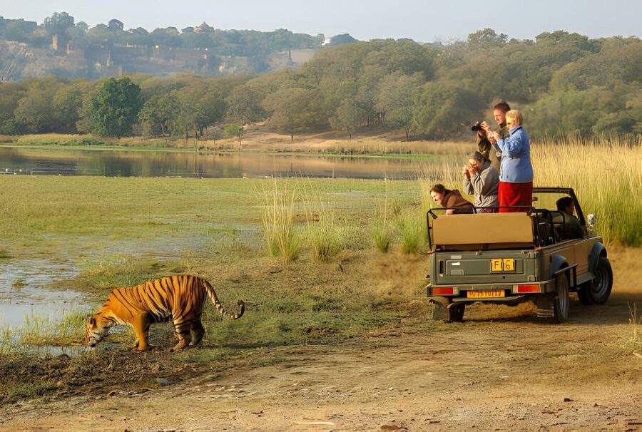 From Jaipur : 2 Days Ranthambore Tiger Safari Tour By Car - Who should book this two-day Ranthambore trip?