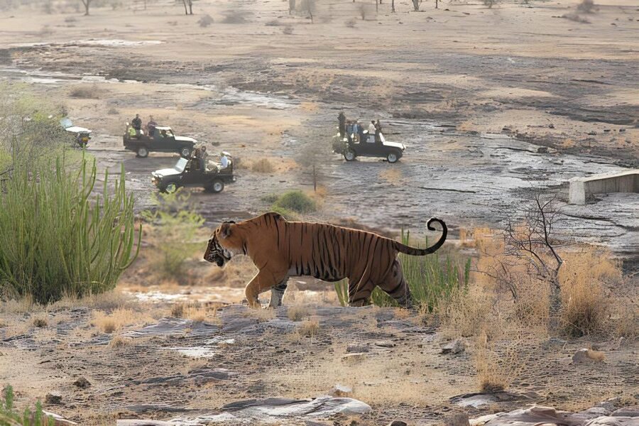 From Jaipur : 2 Days Ranthambore Tiger Safari Tour By Car - The Jaipur to Ranthambore drive needs an early start