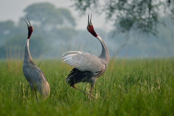 From Jaipur: Bird Safari and Agra sightseeing All-Inclusive - Why this Jaipur to Agra route is worth considering