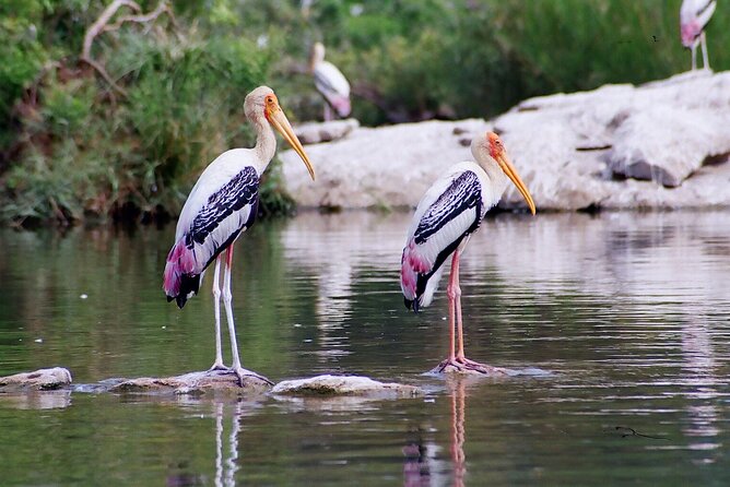 From Jaipur: Bird Safari and Agra sightseeing All-Inclusive - Three hours among the birds at Keoladeo