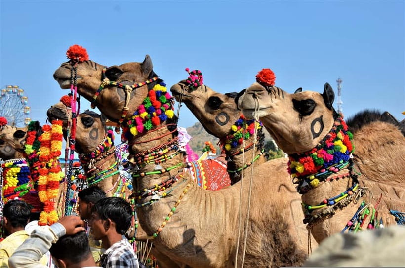 From Jaipur: One-Day Trip From Jaipur to Pushkar - Is $47 good value for a private day trip?