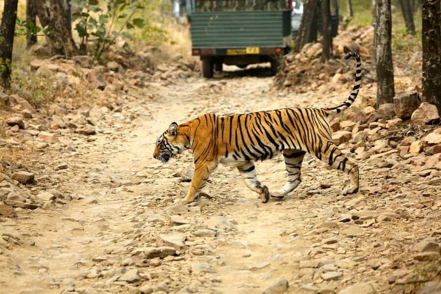 From Jaipur: One Day Trip to Ranthambore Tiger Safari - The real appeal: one afternoon in tiger country
