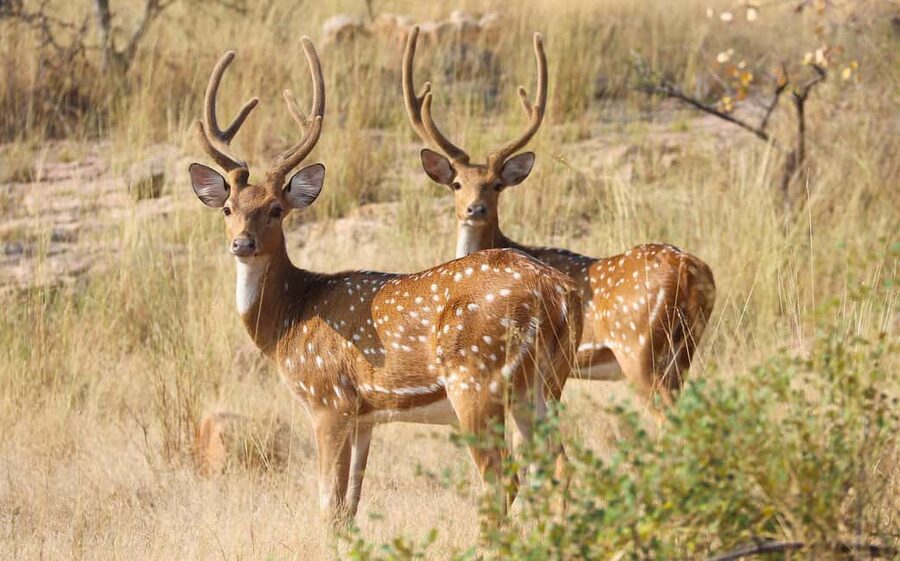 From Jaipur: One Day Trip to Ranthambore Tiger Safari - FAQ