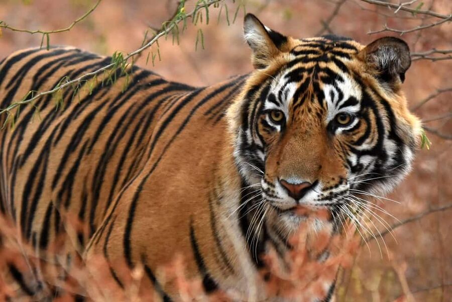 From Jaipur: One Day Trip to Ranthambore Tiger Safari - Leaving Jaipur for Sawai Madhopur
