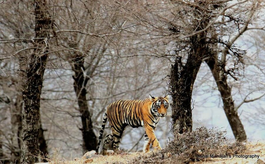 From Jaipur: One Day Trip to Ranthambore Tiger Safari - Three hours among tigers, ruins, and birds