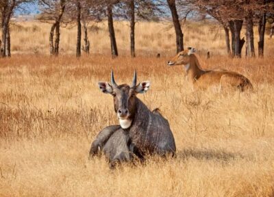 One Day Trip to Ranthambore Tiger Safari
